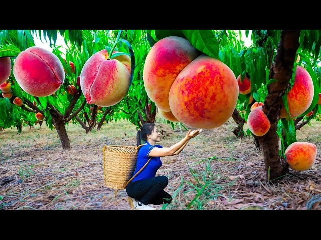 Harvesting Peach & Goes To Market Sell | Gardening And Cooking | Lý Tiểu Vân