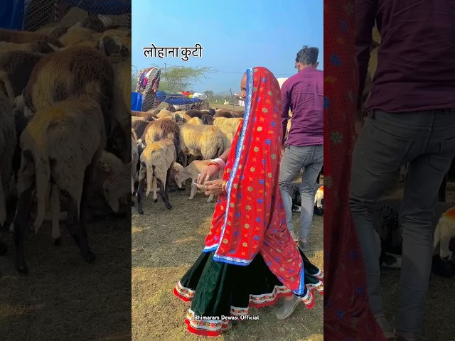 मालवा में राजस्थानी डेरा 🥰#मालवा #youtubeshorts #culture #rajasthan #shorts #desi #life #viralshorts