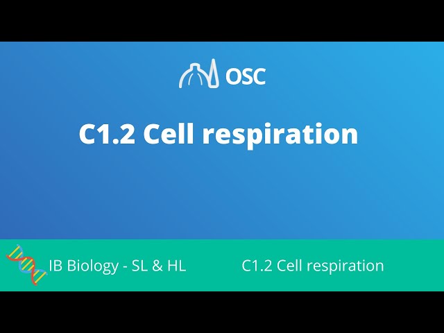 C1.2 Cell Respiration [IB Biology SL/HL]