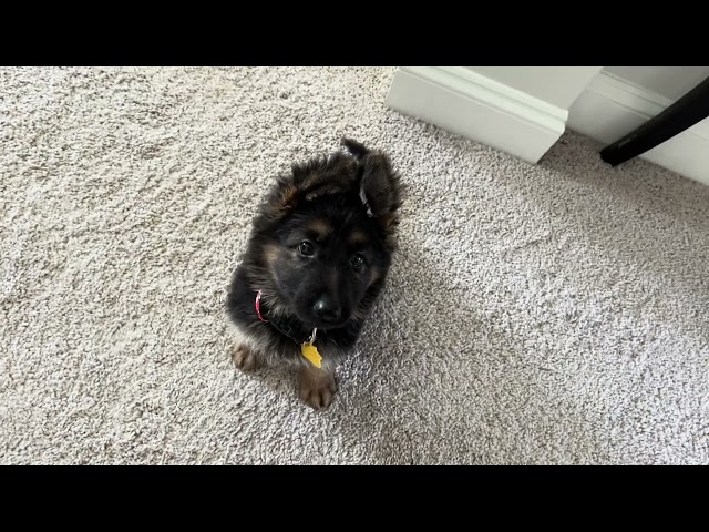 GermanShepherd 7 weeks old pup follows command