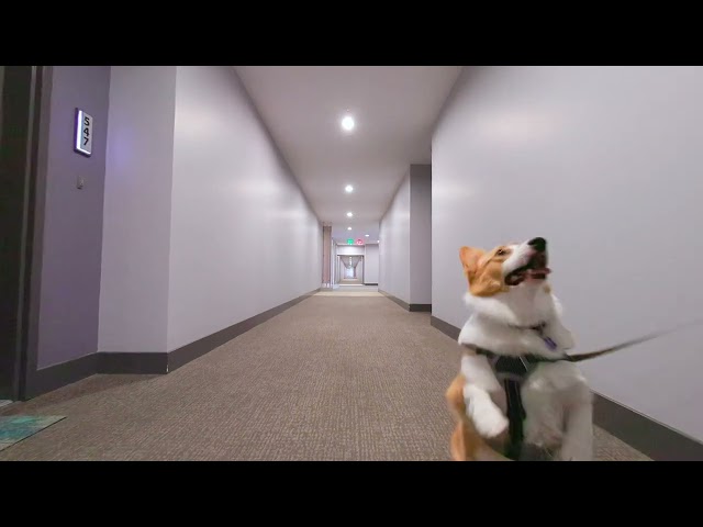 VR180 More Corgi!