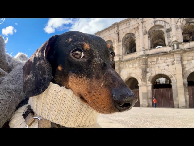 MINI DACHSHUND CAN NO LONGER KEEP A SECRET