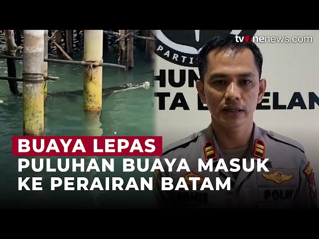 Dinding Penangkaran Jebol, Puluhan Buaya Masuk ke Kawasan Perairan Batam | OneNews Update