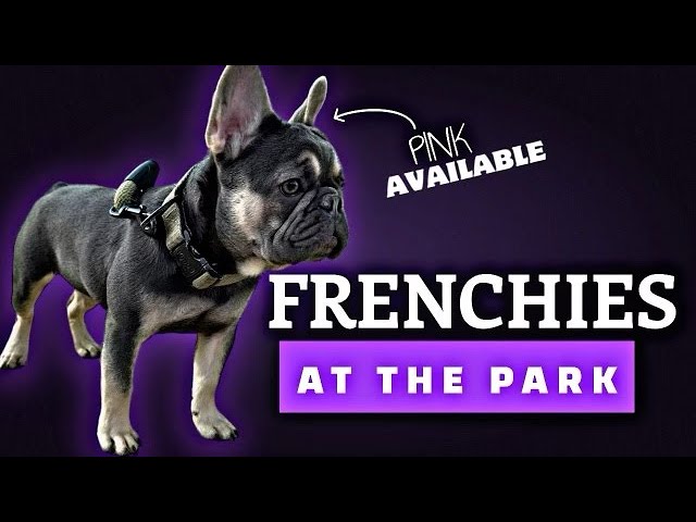 Taking the pups to the park. 1 frenchie availble.#frenchbulldog #subscribe #frenchie #dogpark