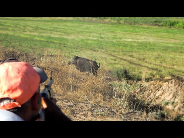 Mısır Tarlalarında Muhteşem Domuz Avı / Spectacular Wild Boar Hunting in Cornfields