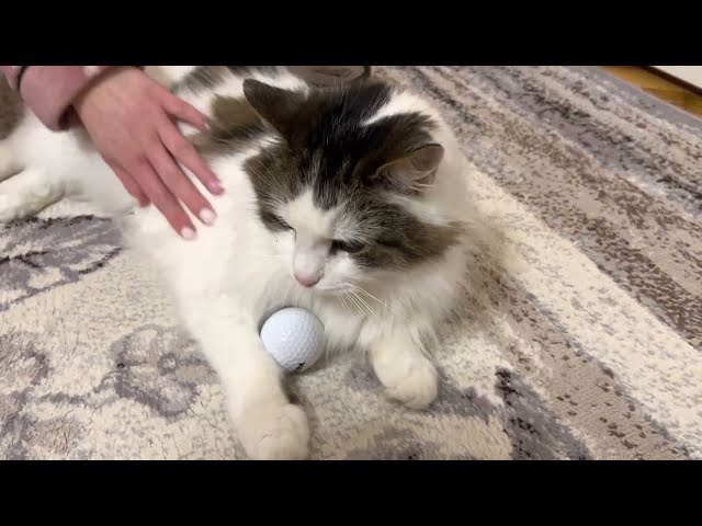 Funny Cat Video | Best home