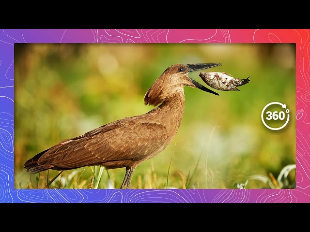 Hamerkops: The Master Fishers of Masai Mara's Serene Ponds