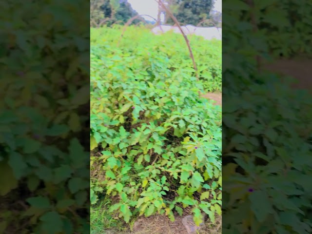 Desi village vlog,BEAUTIFUL NATURE #duet #villagelife #unfrezzmyaccount #funny