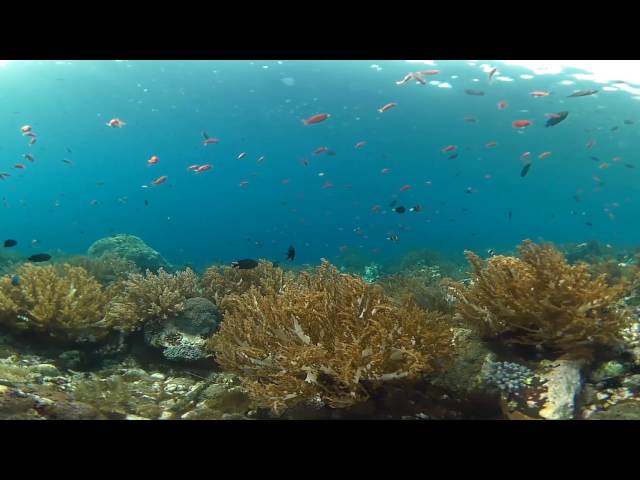 Virtual Reality Reef Scene in Alor, Indonesia