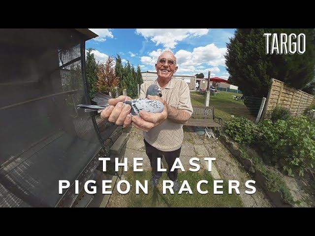 TARGO: The Last Pigeon Racers