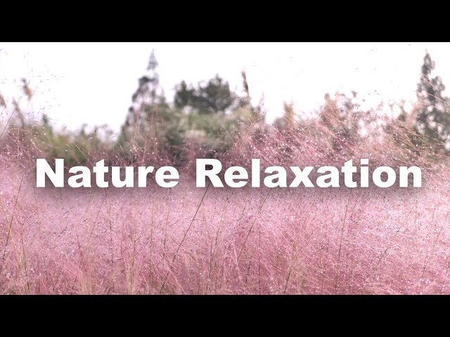 Beautiful Nature Scenery | Pampas & Pink Muhly Grass in South Korea | Nature Sounds