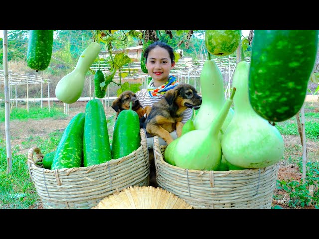 Harvesting Calabash Gourds, cooking calabash gourd soup with shrimp and pork | Phượng's Country Life