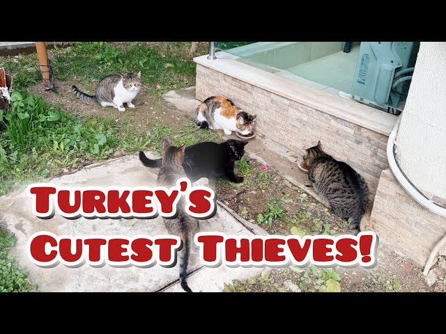 Stealing Turkey's Cats 🐱✨ | Heartwarming Compilation of Feline Adventures in Turkey"