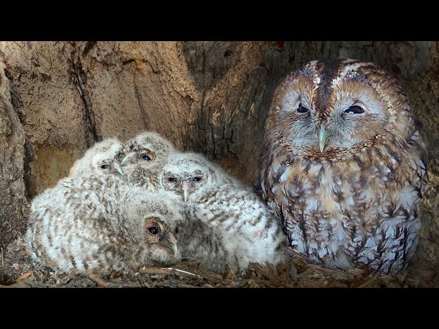 Tawny Owls Raise Big Brood | Full Story | Bonnie and Ozzy | Robert E Fuller