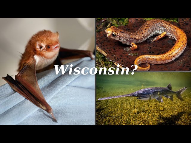 Animals You Never Knew Were in Wisconsin