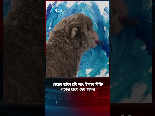 ভেড়া শুধু ঘাস খায় না, তার আঁকা ছবি ২ থেকে ৩ লাখ টাকায় বিক্রি #shortvideo  #Sheep #paintings