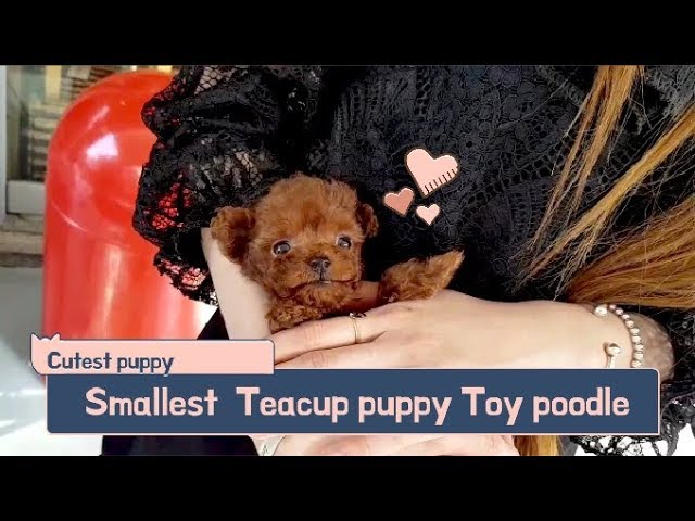 Red teddy bear poodle mini size - Teacup puppies KimsKennelUS