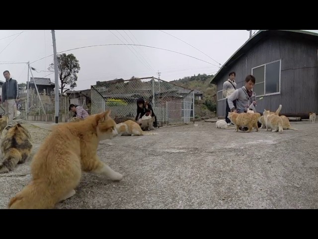 Japanese Cat Island 360°