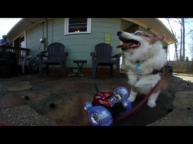 360 Cam Corgi Playing With RC Car