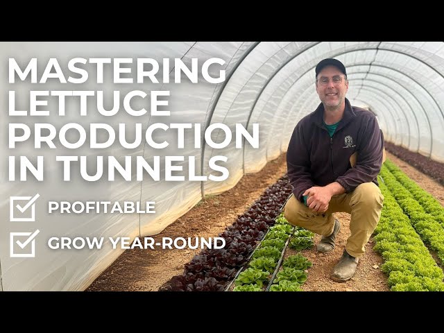 Unlocking the Secrets of Profitable Lettuce Production: A Market Farmer's Guide