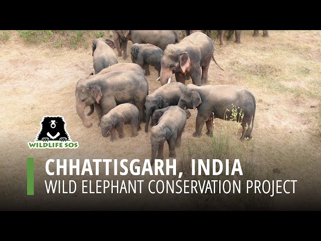 Chhattisgarh Wild Elephant Conservation Project, Part 1 2017-2021