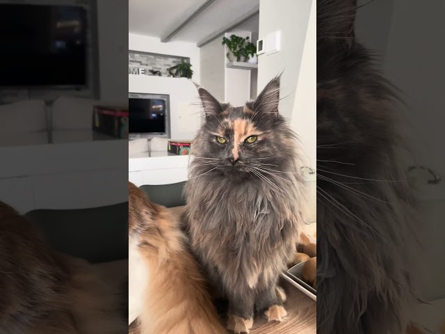 Maine Coon | Tutti riuniti 😸 o quasi 😹 !!!