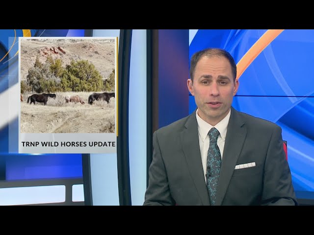 TRNP Wild Horses Update