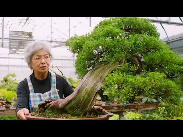 Bonsai: the Endless Ritual | Extraordinary Rituals | BBC Earth Explore