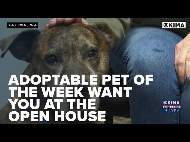 Adoptable Pet of the Week Want You at the Yakima Humane Society Open House