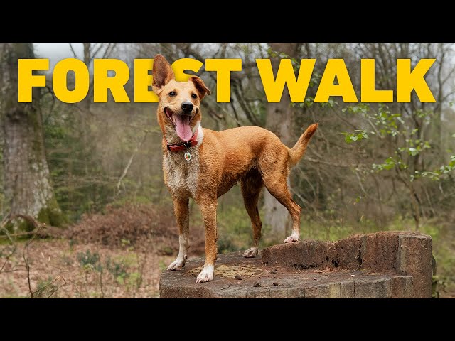 Dog Walk TV 🐾 Dog Walk through Ancient Woodland 🌳 Nature Sounds 4K HDR