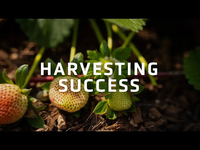 Essential Tips for Successful Garden Harvesting