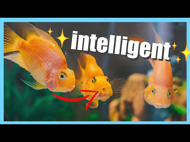 How long is a GOLDFISH's memory?