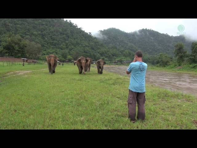 A Man Call Elephant In Different Angle - ElephantNews