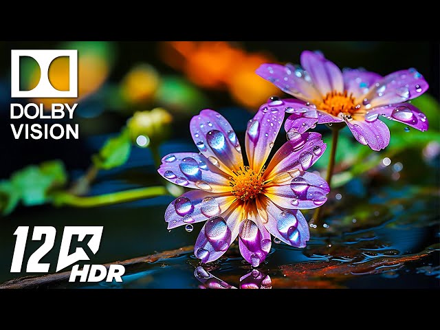 BEST OF Dolby Vision HDR 12K ULTRA HD Video (60 FPS)