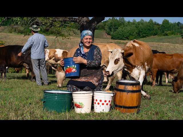 Home Cheese Making: Cream-Cheese from Fresh Milk