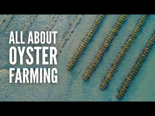 Oyster Farming: Everything You Need to Know