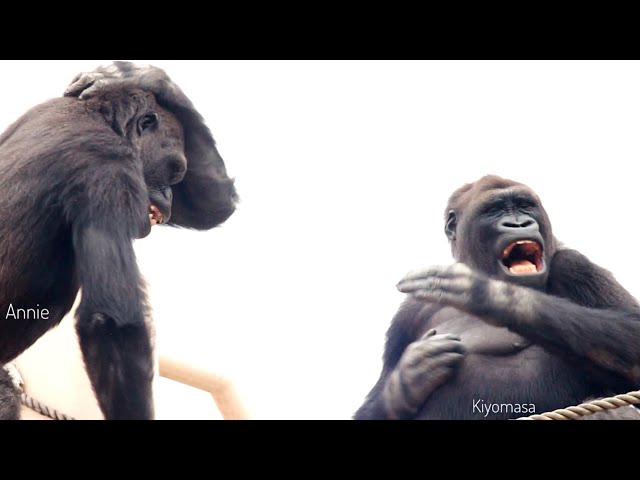 Hilarious Gorilla Siblings Call & Response  | The Shabani Family