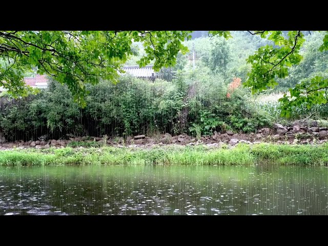 Calm Rain Falling on a Calm Pond - Healing, Relaxation, and Deep Sleep with the Soft Sound of Rain