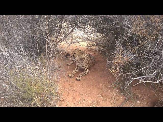 Namibia Cheetah