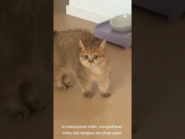 Kucing lucu goyang #shortvideo #cat #lucukucing #kucingluculucu #catlover #shorts #fyp