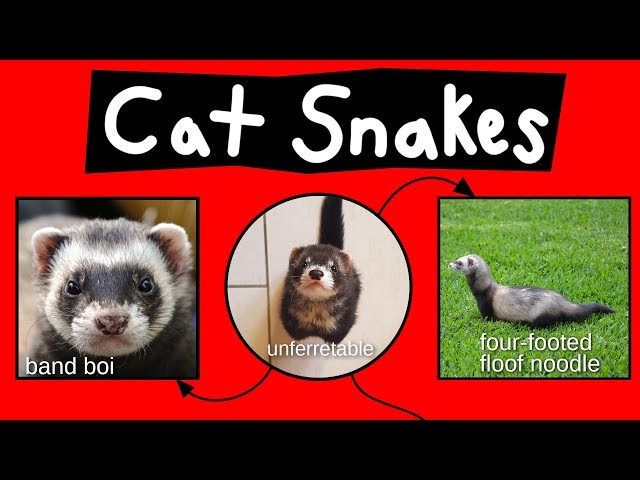 Cat Snakes, Noodle Bears, & Bandit Bois - Internet Names for Ferrets