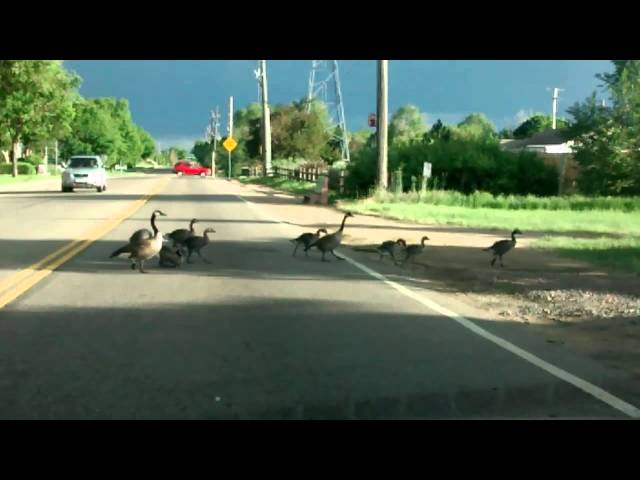 Rush hour traffic... There is always one...