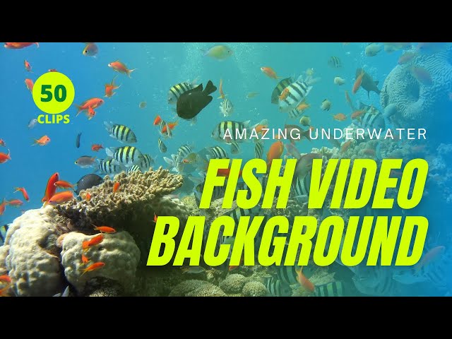 Fish Video Background - Peaceful Coral Reef Fish & The Most Relaxing Aquarium Music