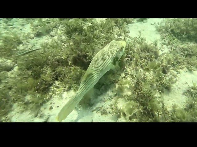 fiji snorkelling with Emma