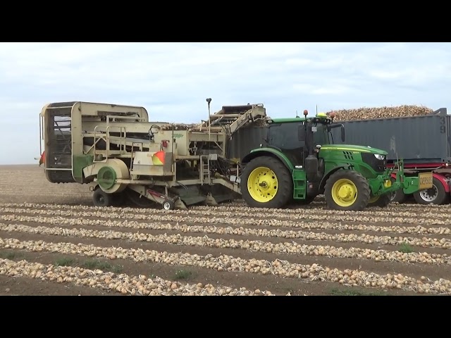 Commercial Lodge Early Onion Harvest 2025 Part 2