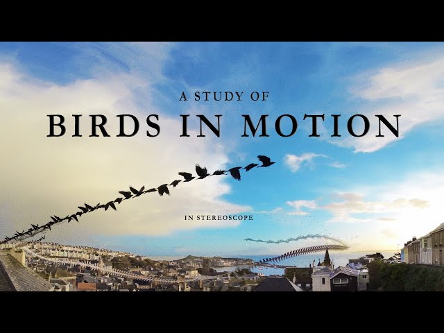 VR 180 A Study of Birds in Motion (Chronophotography in VR) #8k