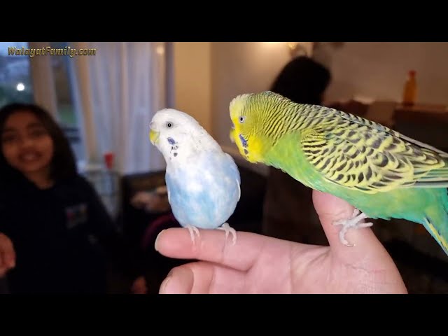 How to Breed Budgies for Beginners - (1) Installing a Breeding Box