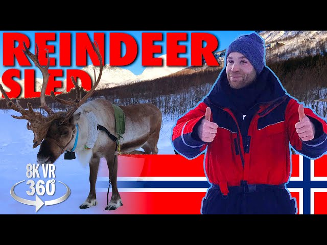 A Reindeer Ride - Guided Tour - 8K 360 VR Video!