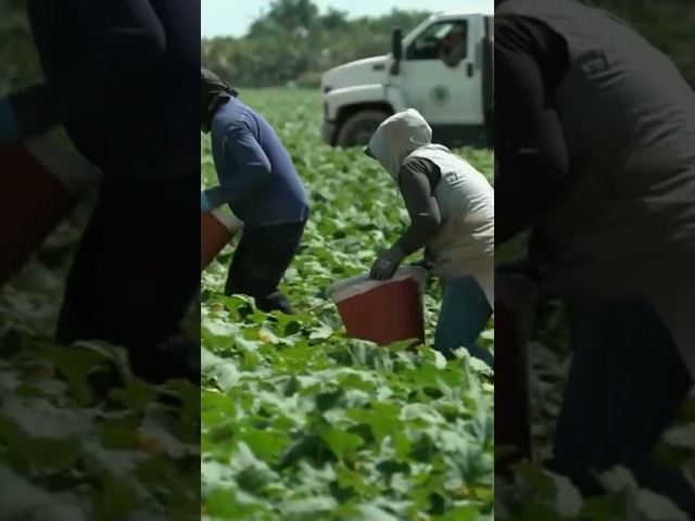 U.S. farmers concerned with immigration crackdown