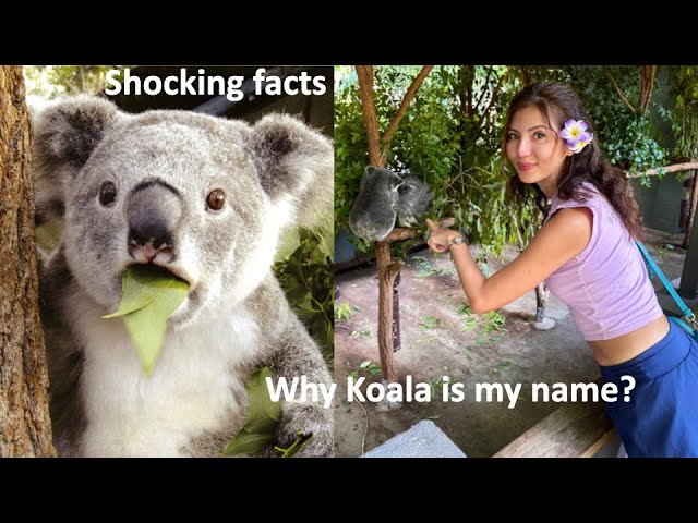 Koala Bears Are Not Bears | Brisbane Vlog